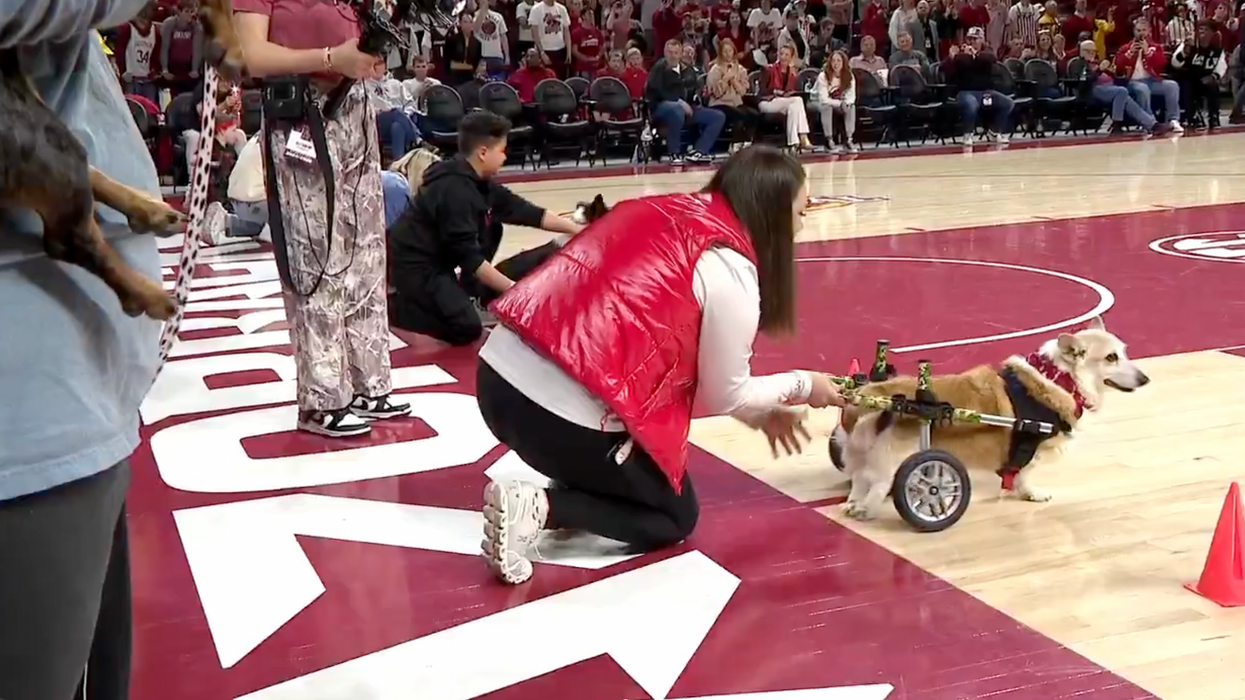 A corgi dog with a rear-leg wheelchair gets ready for a "race" on a basketball court